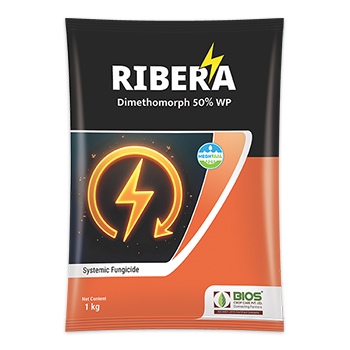 Ribera