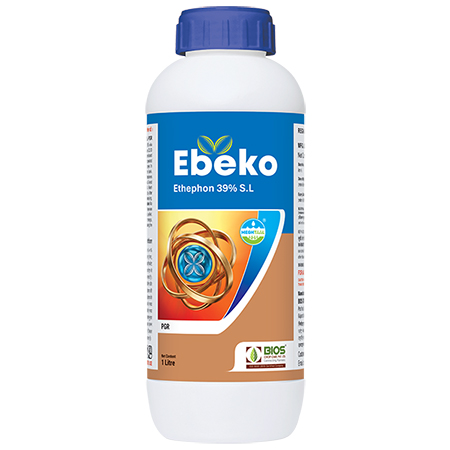 Ebeko